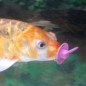 Meet your Posher, Andy